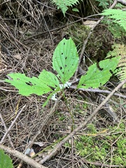 Cornus alternifolia