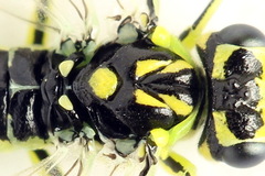 Rhogogaster picta