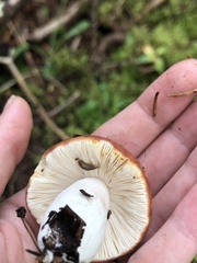 Russula decolorans