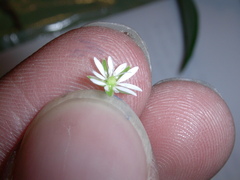 Stellaria graminea
