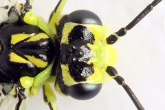 Rhogogaster picta