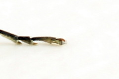 Rhogogaster picta