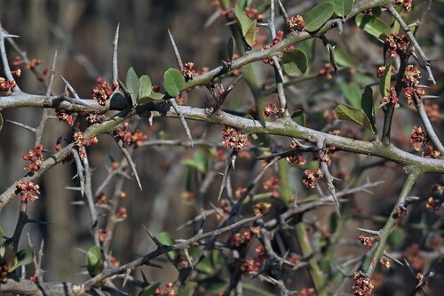 Castela coccinea (Castela coccinea)