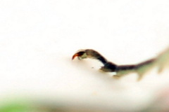 Rhogogaster picta