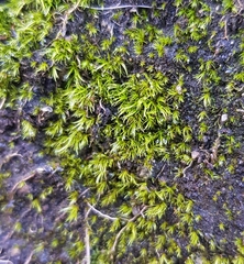 Dicranella heteromalla