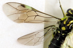 Rhogogaster picta