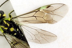 Rhogogaster picta