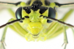 Rhogogaster picta