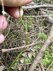 Cornus alternifolia