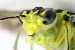 Rhogogaster picta