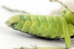 Rhogogaster picta