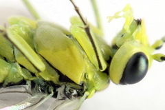 Rhogogaster picta