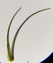 Dicranella heteromalla