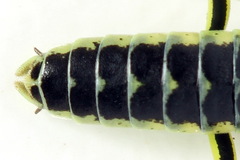 Rhogogaster picta