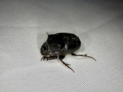 Onthophagus lenzii