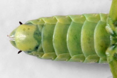 Rhogogaster picta