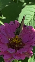 Polites themistocles