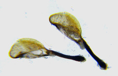 Rhogogaster picta