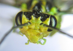 Rhogogaster picta