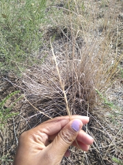 Aristida purpurea