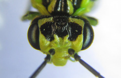 Rhogogaster picta