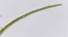 Dicranella heteromalla