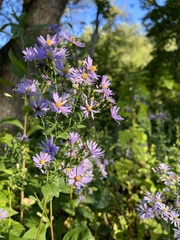 Symphyotrichum oblongifolium