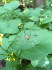 Leiobunum politum