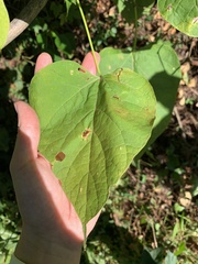 Amauromyza pleuralis