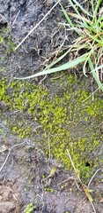 Dicranella heteromalla