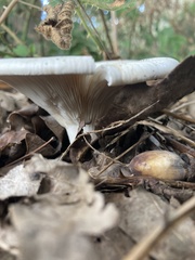 Infundibulicybe geotropa
