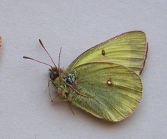 Colias gigantea