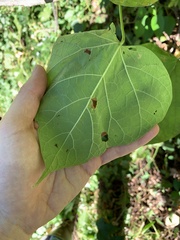 Amauromyza pleuralis