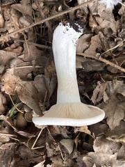 Infundibulicybe geotropa