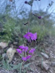 Cyphomeris gypsophiloides