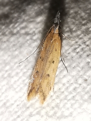 Dichomeris acuminatus