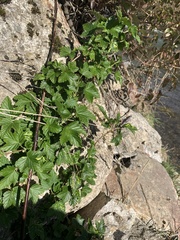 Ribes magellanicum