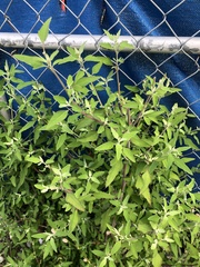 Chenopodium