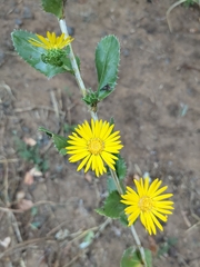 Grindelia ciliata