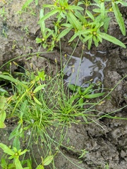 Eleocharis intermedia