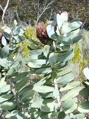 Protea nitida