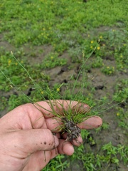 Eleocharis intermedia