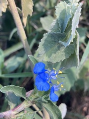 Commelina benghalensis