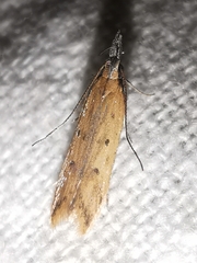 Dichomeris acuminatus