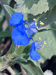 Commelina benghalensis