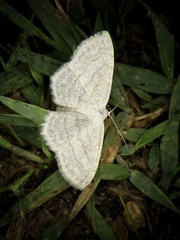 Scopula apicipunctata
