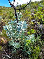 Protea nitida