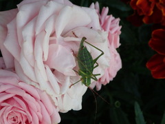 Barbitistes constrictus