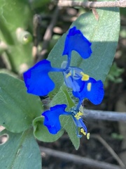 Commelina benghalensis