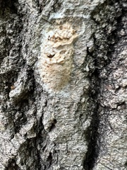 Lymantria dispar